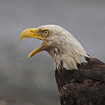 North American Birds portfolio